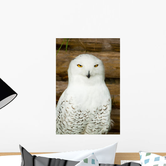 Snow owl Wall Mural