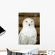 Snow owl Wall Mural