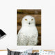 Snow owl Wall Mural