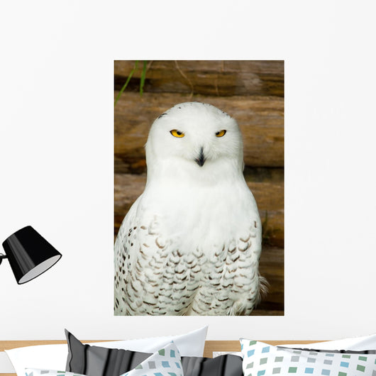 Snow owl Wall Mural