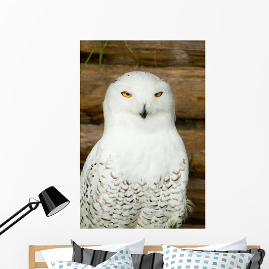 Snow owl Wall Mural