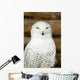Snow owl Wall Mural