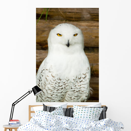 Snow owl Wall Mural