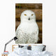 Snow owl Wall Mural