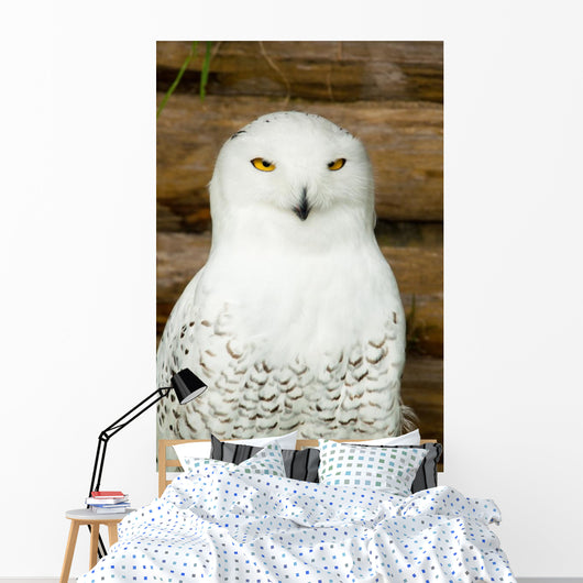 Snow owl Wall Mural