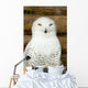Snow owl Wall Mural