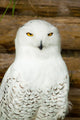 Snow owl Wall Mural
