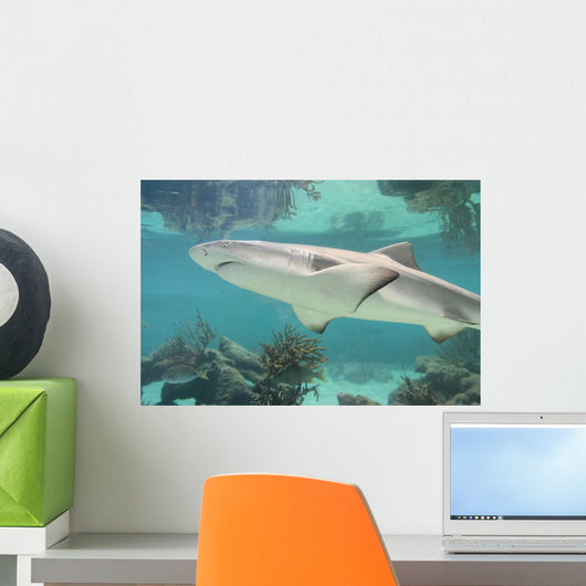 Shark Wall Mural