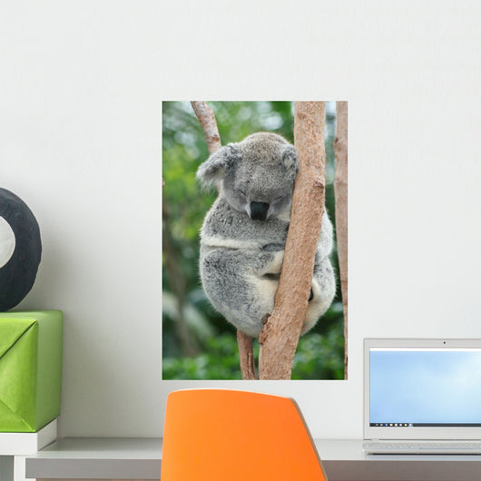 Koala Sleeping