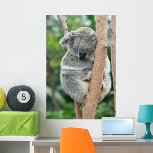 Koala Sleeping