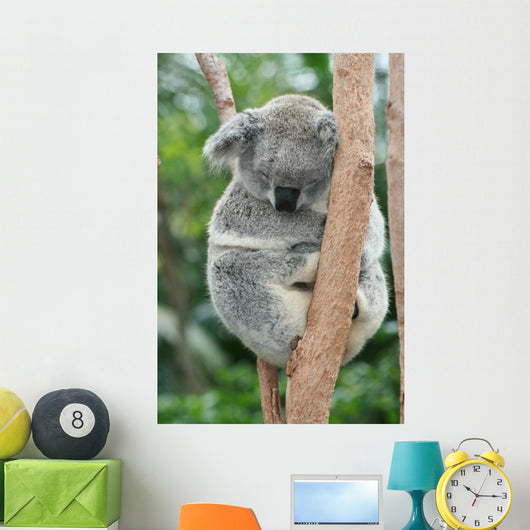 Koala Sleeping