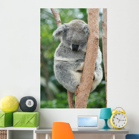 Koala Sleeping