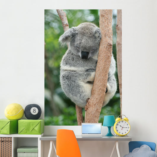 Koala Sleeping