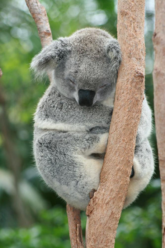 Koala Sleeping