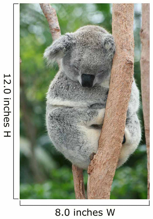 Koala Sleeping