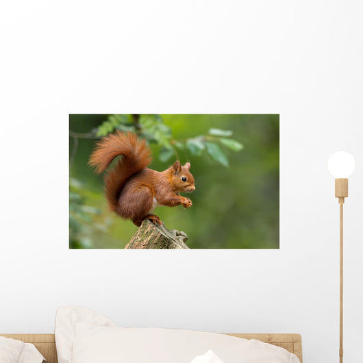 Red Squirrel in the Forest