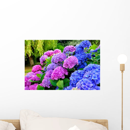 Hydrangeas in a Garden Wall Mural