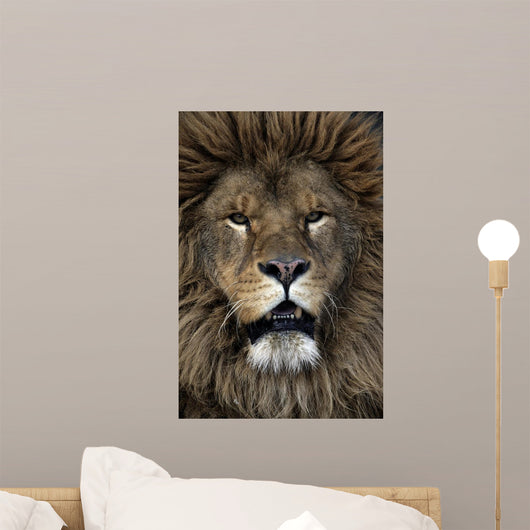 Barbary lion, Panthera leo leo Wall Mural