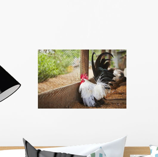 Rooster