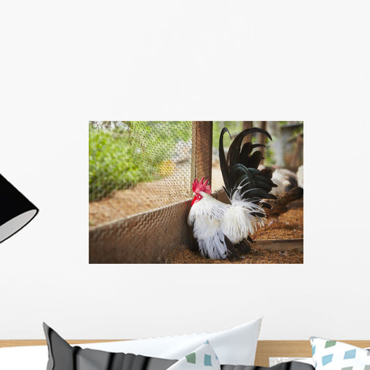 Rooster