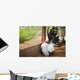 Rooster