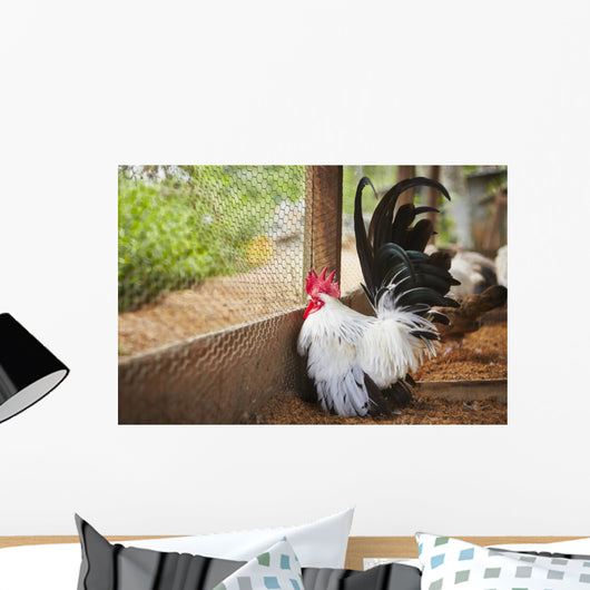 Rooster