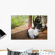 Rooster