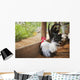 Rooster