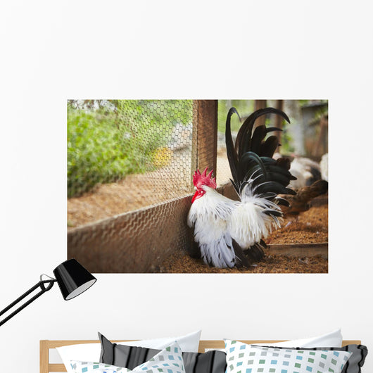 Rooster