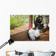 Rooster