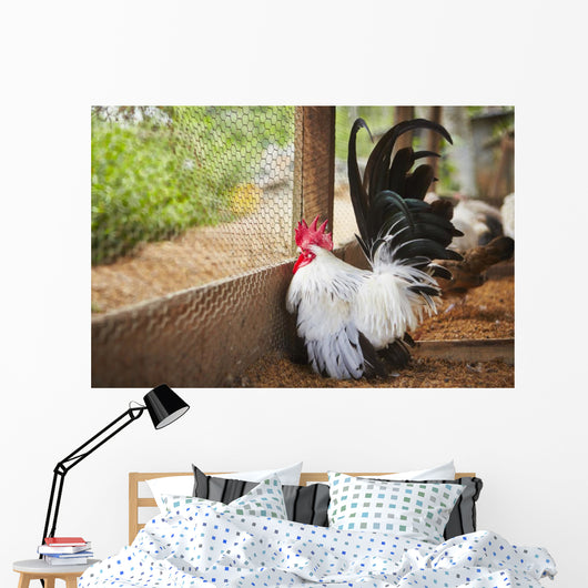 Rooster