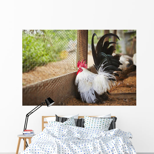 Rooster