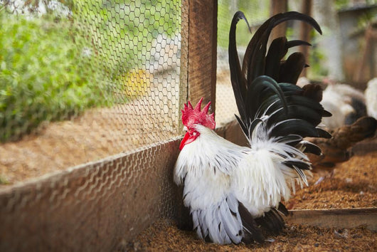 Rooster