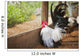 Rooster