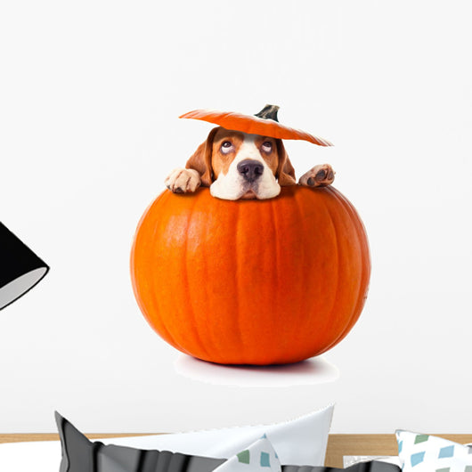 beagle in pumpkin