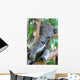 Koala Bear Wall Mural