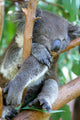 Koala Bear Wall Mural