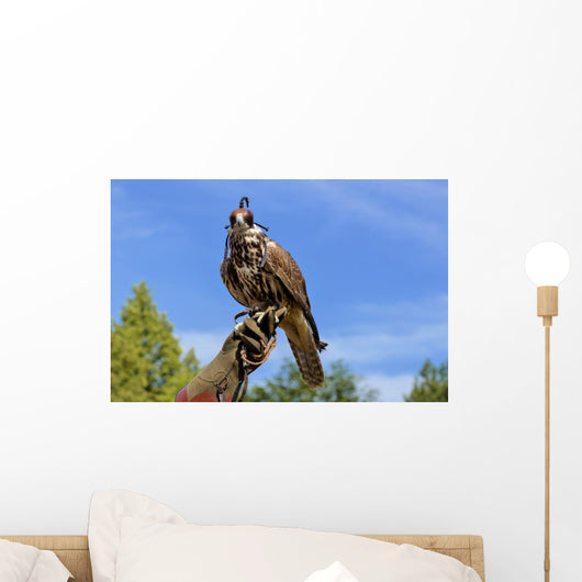 Falcon perched on its trainers hand Wall Mural