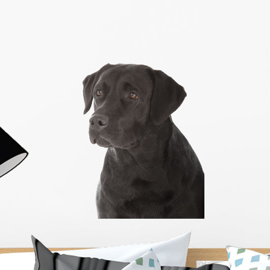 black labrador retriever