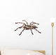 Tarantula Spider Female Poecilotheria Regalis