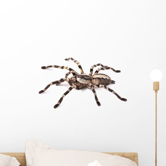 Tarantula Spider Female Poecilotheria Regalis