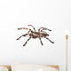 Tarantula Spider Female Poecilotheria Regalis
