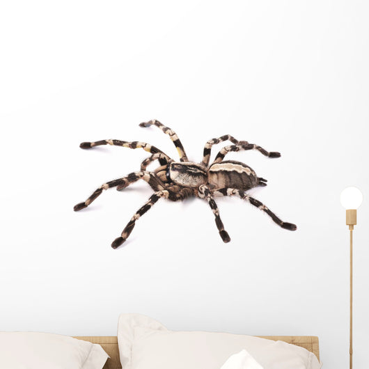 Tarantula Spider Female Poecilotheria Regalis