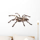 Tarantula Spider Female Poecilotheria Regalis