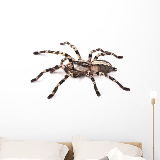 Tarantula Spider Female Poecilotheria Regalis