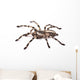 Tarantula Spider Female Poecilotheria Regalis