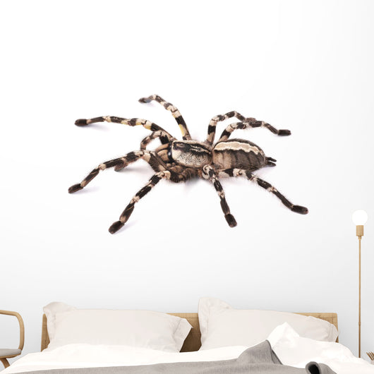 Tarantula Spider Female Poecilotheria Regalis
