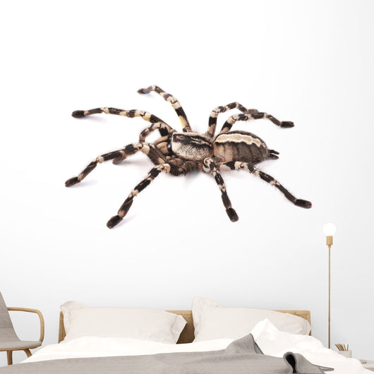 Tarantula Spider Female Poecilotheria Regalis