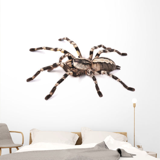Tarantula Spider Female Poecilotheria Regalis