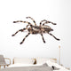 Tarantula Spider Female Poecilotheria Regalis
